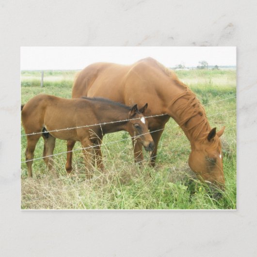 母子 ポストカード (正面)