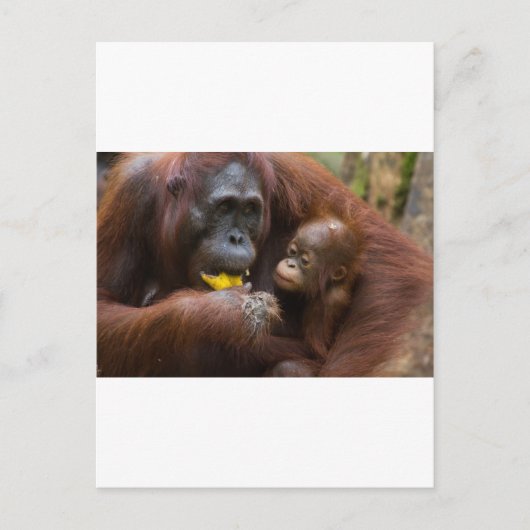 母子 ポストカード (正面)