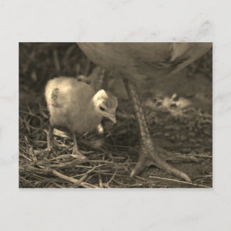 『母後を追の足跡』 ポストカード