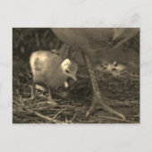 『母後を追の足跡』 ポストカード (正面)