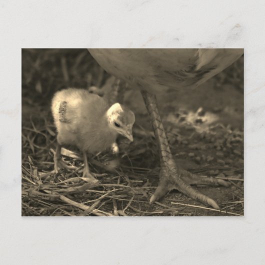 『母後を追の足跡』 ポストカード (正面)