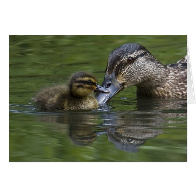 母性愛 (正面横)