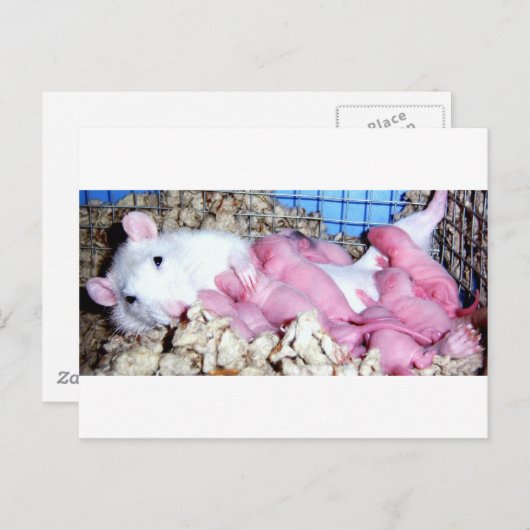 母性 ポストカード (正面/裏面)