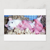 母性 ポストカード (正面)