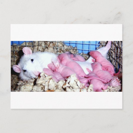 母性 ポストカード (正面)