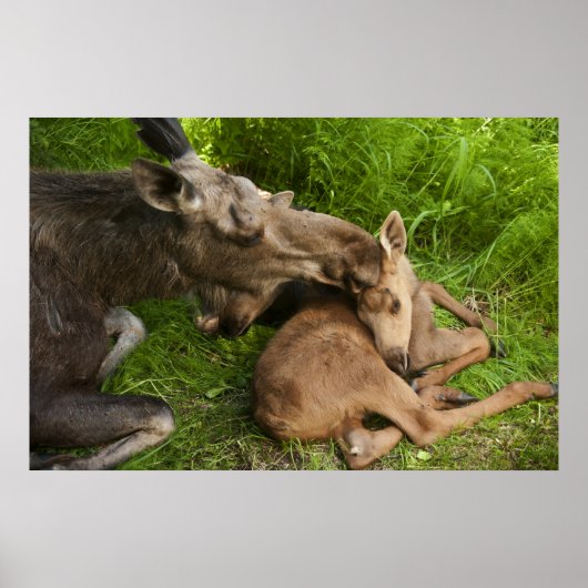 母愛 ポスター (正面)