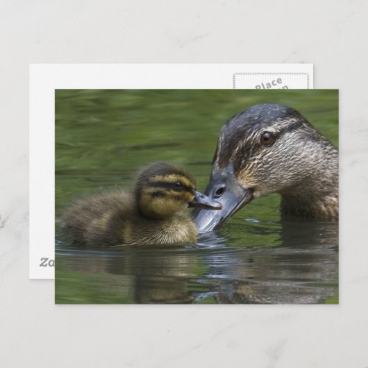 母愛 ポストカード (正面/裏面)