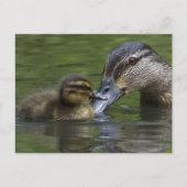 母愛 ポストカード (正面)