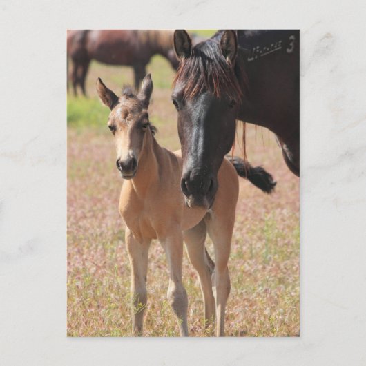 母愛 ポストカード (正面)