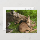 母愛 ポストカード (正面/裏面)