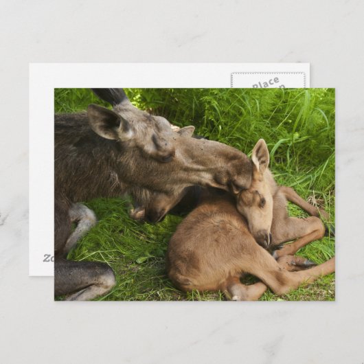 母愛 ポストカード (正面/裏面)