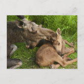 母愛 ポストカード (正面)