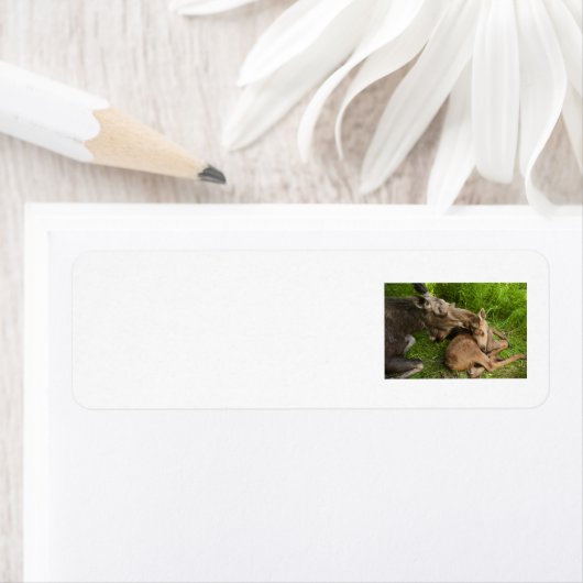 母愛 ラベル (インサイチュ)