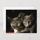 母猫はがき ポストカード (正面/裏面)