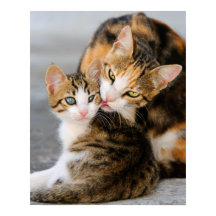 母猫は可愛い子猫が大好き