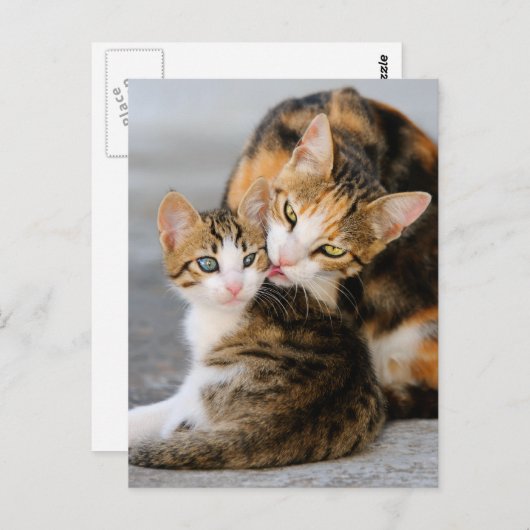母猫は可愛い子猫が大好き ポストカード (正面/裏面)