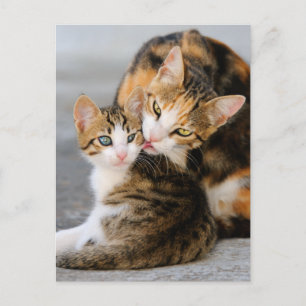 母猫は可愛い子猫が大好き ポストカード