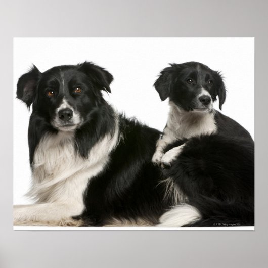 母縁ど子と子犬 ポスター (正面)