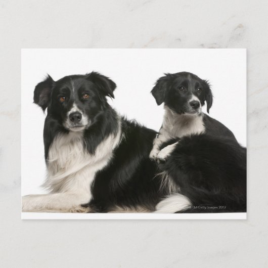 母縁ど子と子犬 ポストカード (正面)