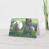 母羊と子羊の春の自然写真 カード (正面)