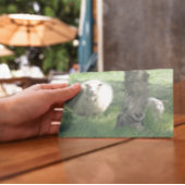 母羊と子羊 カード