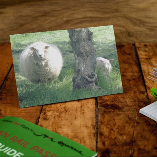 母羊と子羊 カード