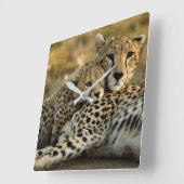 母親と寄り添うチーター·カブ スクエア壁時計 (傾斜)