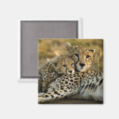 母親と寄り添うチーター·カブ マグネット (正面/裏面)