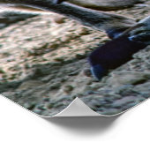 母親のポーチの中の赤ちゃんカンガルー - オーストラリア ポスター (角)