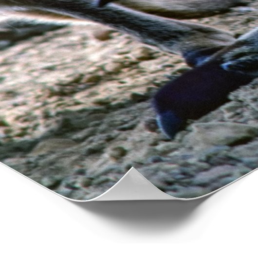 母親のポーチの中の赤ちゃんカンガルー - オーストラリア ポスター (角)