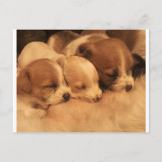 母親の愛 ポストカード