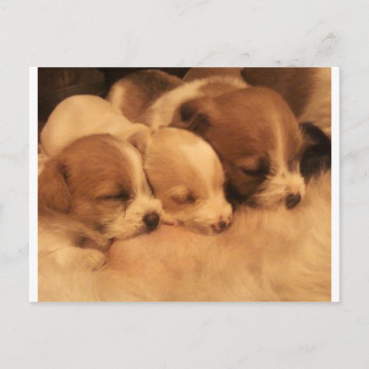 母親の愛 ポストカード (正面)