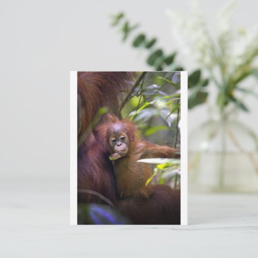 母親の腕に奇妙なベビーオランウタン ポストカード (スタンド正面)