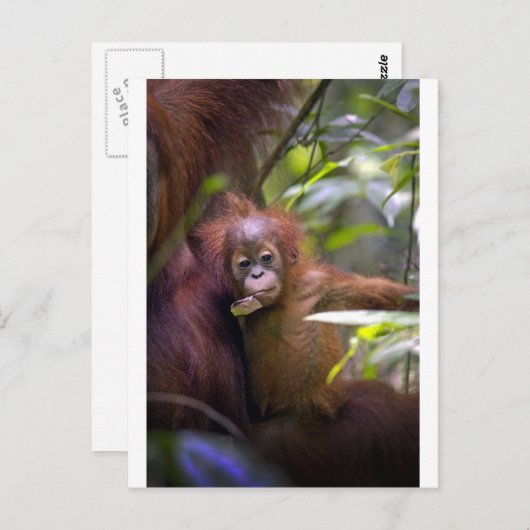 母親の腕に奇妙なベビーオランウタン ポストカード (正面/裏面)