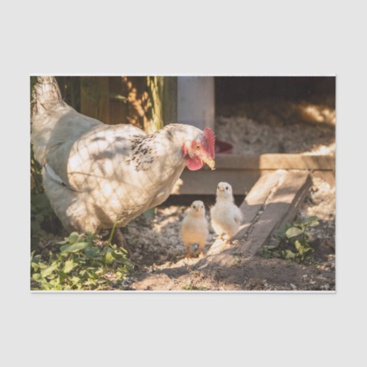 母親の鶏と彼女の雛 薄葉紙 (正面)