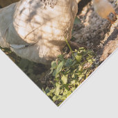 母親の鶏と彼女の雛 薄葉紙 (詳細)