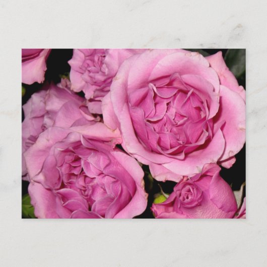 母親用バラ ポストカード (正面)