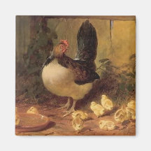 母誇りを持った雌鶏と雛(ベビー鶏)