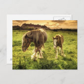 母馬 ポストカード (正面/裏面)