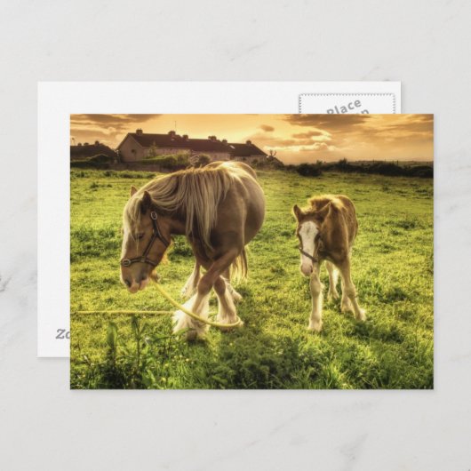 母馬 ポストカード (正面/裏面)