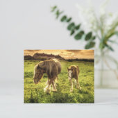 母馬 ポストカード (スタンド正面)