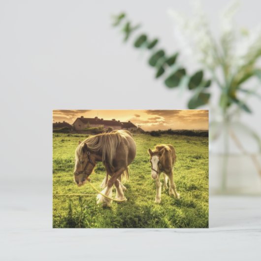 母馬 ポストカード (スタンド正面)