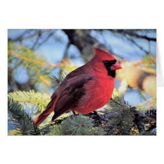 毎日のノートのための基本的なカード