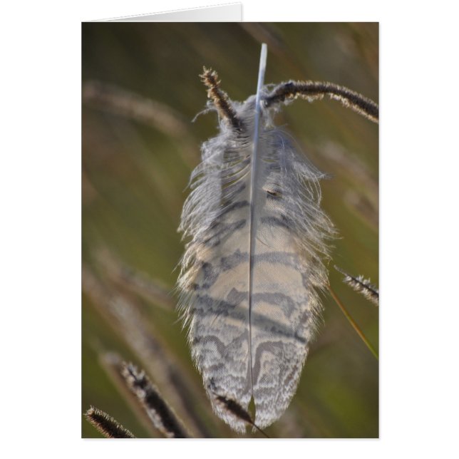 毎日精神の羽 (正面)