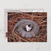 毒のある東のコットンムスネーク ポストカード (正面/裏面)