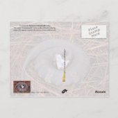 毒のある東のコットンムスネーク ポストカード (裏面)