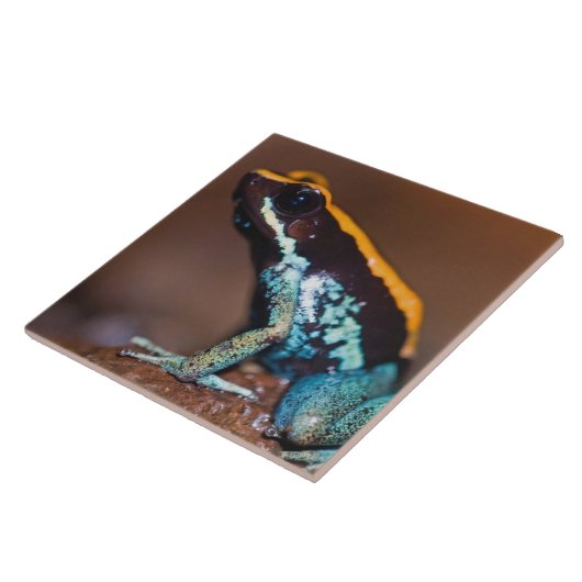 毒の矢のカエルPhylobates vittatus タイル (側面)