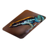 毒の矢のカエルPhylobates vittatus マグネット (左側)