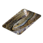 毒ガラガラのヘビ密接型 マグネット (左側)