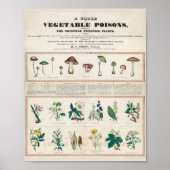 毒キノコヴィンテージレトロ1840年～1850年 ポスター (正面)